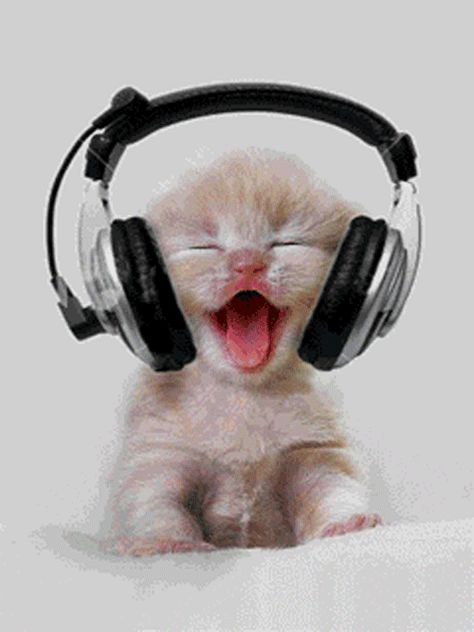 This kitty wants you to rock out with massive headphones. | 15 Cats Who Are Cheesing It Up For You Katt Diy, Söt Katt, Image Chat, Baby Kittens, Cute Kittens, Crazy Cat Lady, Cat Gif, Beautiful Cats, Baby Cats