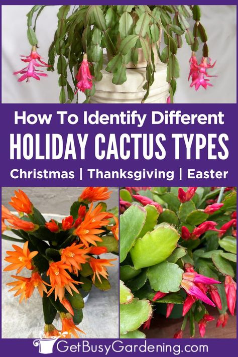 3 cactus plants; one with orange flower, and the other two with pink blooms Christmas Cactus Flower, Christmas Cactus Propagation, Cactus For Sale, Christmas Cactus Care, Cactus Leaves, Christmas Cactus Plant, Easter Cactus, Thanksgiving Cactus, Holiday Cactus