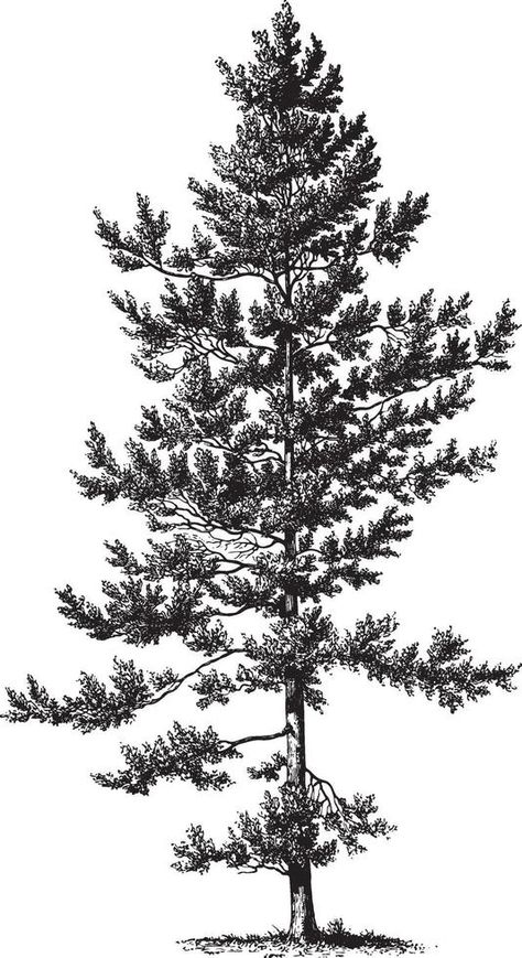 Black Pine Tree Vintage Illustrations Black Pine Tree, Black Pine, Vintage Illustrations, Vintage Tree, Tree Drawing, Tree Tattoo, Art Brushes, Pine Tree, Vintage Illustration