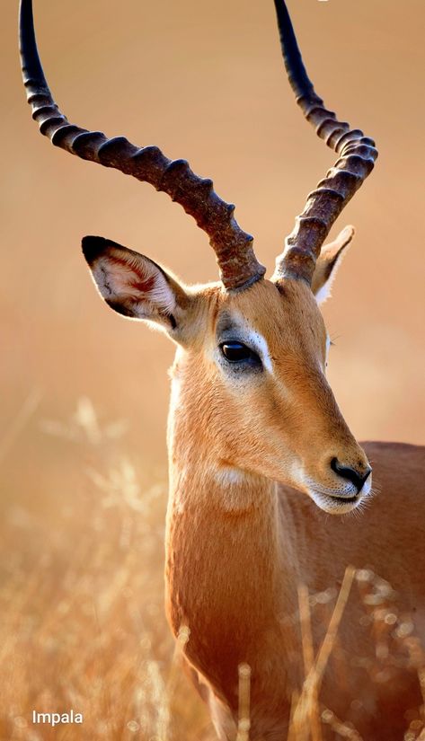 Impala Animal, South African Animals, African Animals Photography, African Wildlife Photography, Regard Animal, Wild Animals Pictures, Rare Animals, African Wildlife, Arte Inspo