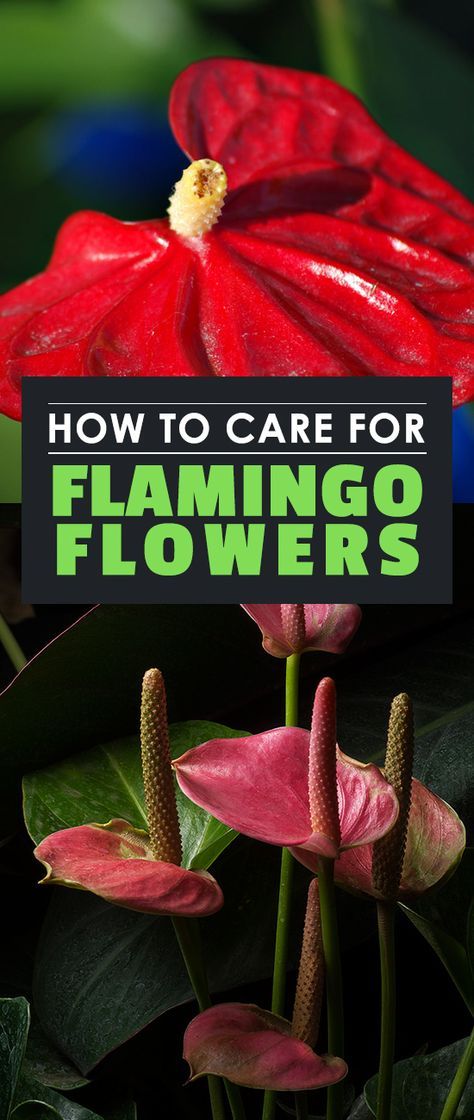 Flamingo Plant Care, Anthurium Care, Epic Gardening, Flamingo Plant, Urban Gardening Ideas, Popular Plants, Garden Goddess, Snake Plant Care, Anthurium Plant