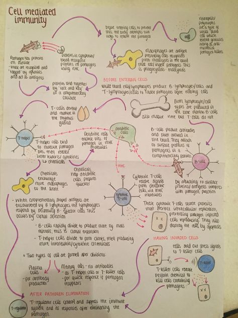 Cell mediated immunity Immunity Study Notes, Cell Mediated Immunity, Immunity Biology Notes, Immunology Study Notes, Immunity Notes, Immunology Aesthetic, Immune System Notes, Immunology Notes, Cell Biology Notes