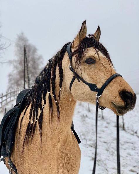 Riding Bridleless, Hackamore Bridle Western, Bitless Bridle Horse, Bitless Bridle Western, Buckskin Horse, Bitless Bridle, Western Bridles, Horse Riding Clothes, Hobby Horses