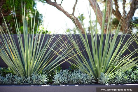 Pool Plants, Dry Garden, Modern Landscape Design, Coastal Gardens, Modern Garden Design, Secret Gardens, Modern Landscaping, Pool Landscaping, Tropical Garden