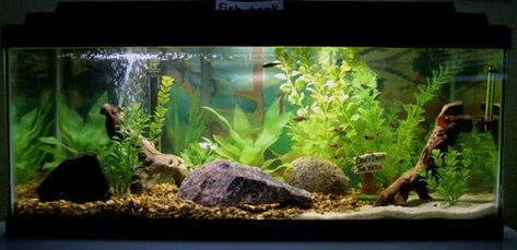 Half Gravel Half Sand - Aquarium Advice - Aquarium Forum Community Sand Aquarium, Community Tanks, Sand And Gravel, Aquarium Design, Aquarium Fish Tank, Aquariums, Aquarium Fish, Figure It Out, Fish Tank