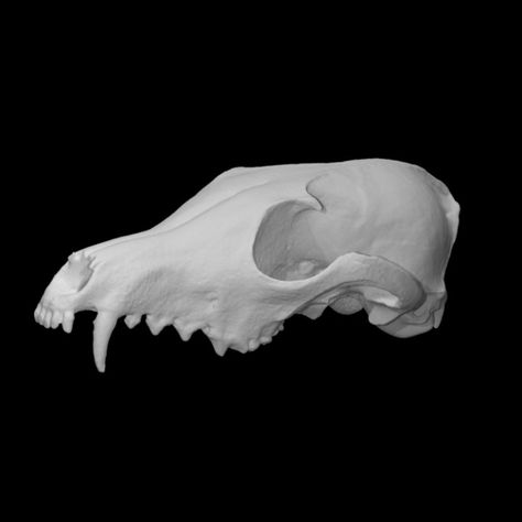 Skull Open Mouth, Red Fox Skull, Skull Side View, Mouth Tattoo, Fox Bones, Side View Drawing, Coyote Skull, Fox Skull, Female Fox