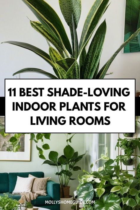 Looking to brighten up your low-light living room with some easy-to-care-for indoor plants? Check out these best indoor plants for low light living rooms! From hard-to-kill potted plants to low-maintenance succulents, there's something for every beginner plant parent. Create a lush indoor oasis with houseplants that thrive in dark corners and don't require sunlight. These care-free, low-effort plants are perfect for homes with pets, like cats, and bathrooms without windows. Dim Living Room, Large House Plants Indoor, Bathrooms Without Windows, Indoor Plants For Low Light, Plants For Low Light, Indoor Plants Low Light, Indoor Oasis, Easy Care Houseplants, Low Light Indoor Plants