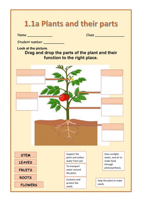 Act Tips, Light Science, Plant Parts, General Awareness, Student Numbers, First Grade Science, Science Notebook, Free Preschool Worksheets, Interactive Science