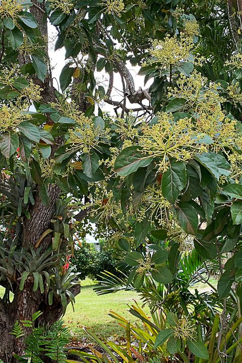 Avocado Flower, Tropical Avocado, Avocado Trees, Southern Florida, Inspiration Photoshoot, Grow Avocado, Tropical Sun, Fruit Picking, Avocado Tree