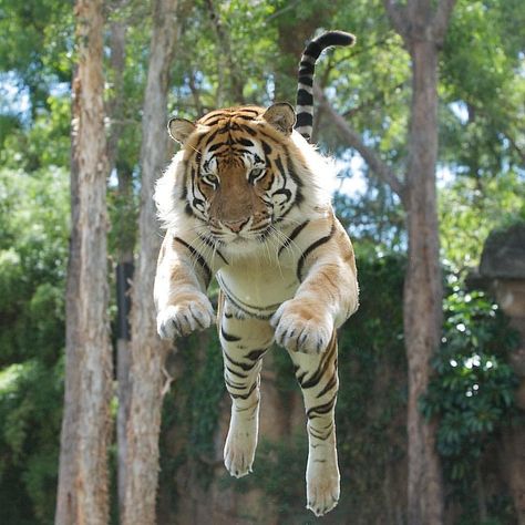 Leaping Tiger. #AmazingAnimals #AmazingTigers #TigersWorld #SaveTigers #RareAnimals #EndangeredTigers Extraordinary Animals, Tiger Photography, Regnul Animal, Tiger Illustration, Tiger Pictures, Big Animals, Tiger Art, Mythical Creature, Majestic Animals