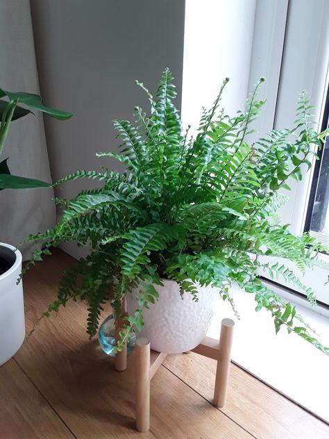 My Boston Fern Motel Aesthetics, Boston Fern Indoor, Cozy Forest, Forest Vibes, Pretty Plant, Aesthetic Plants, Boston Fern, Hudson Yards, Fern Plant