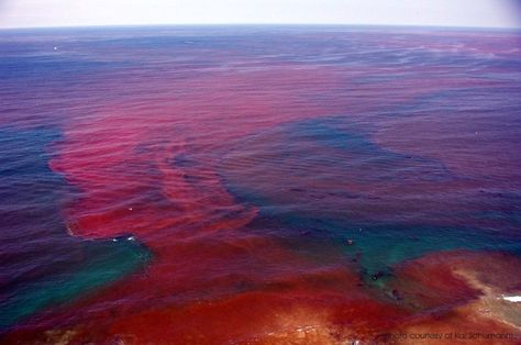 Crimson tide or red tide, caused by plankton. Segi Lima, Red Tide, Gulf Coast Florida, End Of Days, San Diego County, Marine Animals, Natural Phenomena, Gulf Of Mexico, Gulf Coast