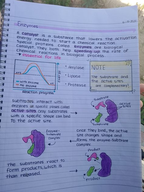 Biology Notes Gr 10, Living Environment Notes, Enzymes Biology Notes, Gcse Biology, Biochemistry Notes, Bio Notes, Learn Biology, Biology Revision, Notes Inspo