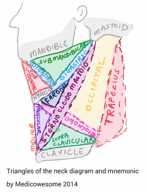 Medicowesome: Triangles of the neck diagram and mnemonic Physical Therapy School, Physical Therapy Student, Gross Anatomy, Medicine Notes, Medical School Life, Basic Anatomy And Physiology, Medical Student Study, Human Body Anatomy, Medicine Student