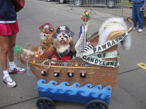 Pet Parade Ideas, Paw Ideas, Cute Dog Halloween Costumes, Dog Parade, Dog Costumes Funny, Parade Ideas, Panda Costumes, Pet Parade, Dog Photoshoot