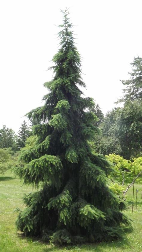 Picea omorika 'Berliner's Weeper' - Berliner's Weeper Serbian spruce Lateral Pelvic Tilt, Picea Omorika, Serbian Spruce, Conifer Garden, Evergreen Landscape, Conifers Garden, Landscaping Trees, Pelvic Tilt, Conifer Trees