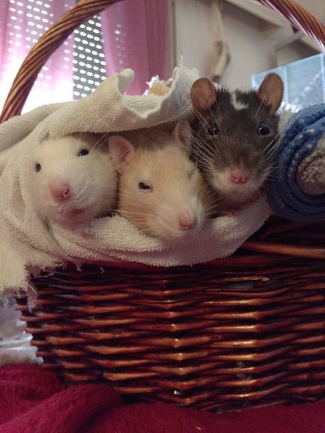 3 Rats Aesthetic, Cute Rats Aesthetic, Rats In Love, Rats Aesthetic, Rattus Rattus, Fancy Rats, Dumbo Rat, Baby Rats, Fancy Rat