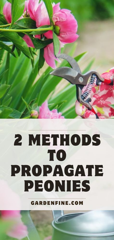 Peonies are one of the most beautiful flowers you can plant in your garden. Propagating them can be tricky, but this article will teach you 2 methods of propagating these lovely flowers. #Peony #peonyflower #propagatingpeony #peonies #flowergarden #gardening #planting101 How To Propagate Peonies, Propagating Peonies, Pruning Peonies, Peony Farming, Propagate Peonies, Peony Fertilizer, Propagation Ideas, Peony Care Tips, Path Landscaping