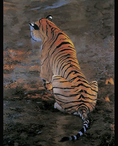 . Tiger From Above, Tyger Tyger, Art Sources, Amazing Backgrounds, Animal Studies, Panthera Tigris, Cat Species, Animal Reference, Art Contest