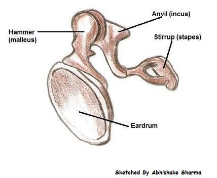 Structure and Functions of the Ear Explicated With Diagrams Inner Ear Anatomy, Ear Diagram, Plant Cell Diagram, Bone Anatomy, Human Body Projects, Types Of Bones, Ear Anatomy, Anatomy Images, Anatomy Bones