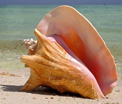 Conch Shell Decor, Inspiring Paintings, 480x800 Wallpaper, Creature Marine, Coastal Preppy, Preppy Beach, Ocean Treasures, Marine Theme, She Sells Seashells