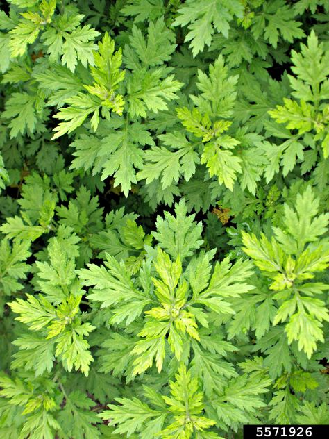 HIGHLY INVASIVE Mugwort (Artemisia vulgaris ) foliage. 📷Ansel Oommen. Cunningham Park Common Garden Weeds, Artemisia Vulgaris, Wild Foraging, Edible Wild Plants, Garden Weeds, Invasive Plants, Agriculture Farming, Botanical Collection, Native Garden