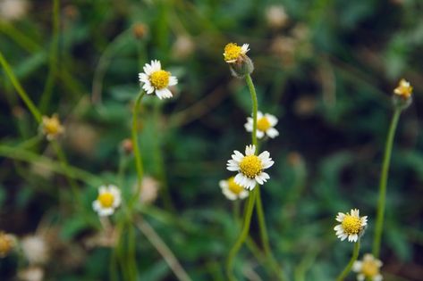 Mexican Daisy, Wild Daisy, Premium Photo, Projects To Try, Daisy, Stock Photos, India, Flowers, Floral