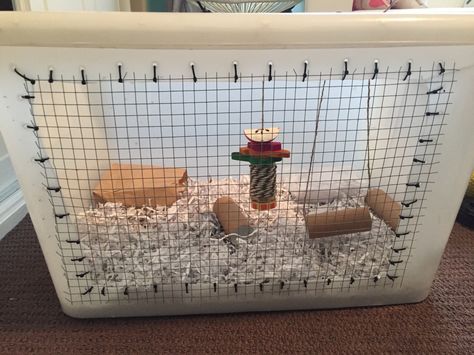 D.I.Y bin cage for mice! Very customisable and easy to make! (lots of how to's on YouTube) cost me $10 to make! Bin Cage For Mice, Diy Rat Cage Accessories Toys, Hamster Species, Hamster Storage Bin Cage, Diy Bin Cage For Hamster, Kandang Hamster, Storage Bin Hamster Cage, Hamster Bin Cage, Pete The Cat Costume