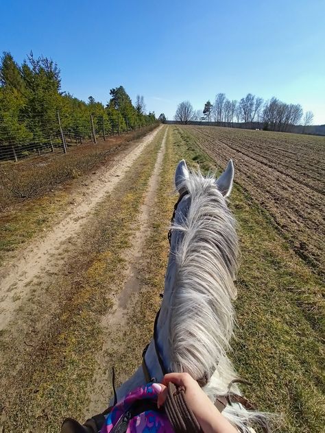 Grey horse, forest, riding Forest Horse Riding, Grey Horse Aesthetic, Horses Aesthetic, Wood Path, Horse Ears, Horse Riding Tips, Riding Tips, Barrel Racer, Horse Aesthetic