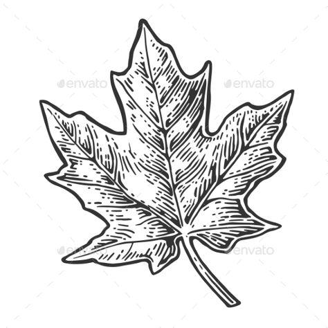 Maple Leaf Embroidery Pattern, Maple Leaf Stencil, Maple Illustration, Maple Leaf Illustration, Maple Leaf Vector, Maple Leaf Drawing, Numbers Typography, Engraved Illustration, Fall Magic