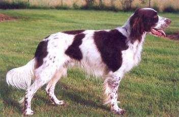 French Spaniel facts including: history, training/temperament, and breed colors and markings. List Of Dog Breeds, French Spaniel, The Letter F, Akc Breeds, Working Cocker, Brittany Spaniel, Dog List, Purebred Dogs, English Springer Spaniel