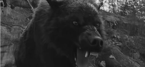 Werewolf Gif Aesthetic, Twilight Wolves Gif, Twilight Wolf Gif, Black Wolf Gif, Twilight Wolves, Twilight Wolf Pack, Wolf Gif, Lup Singuratic, Twilight Wolf