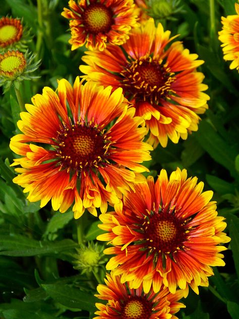 Gaillardia Flower, Garden Goals, Blanket Flower, Grasses Landscaping, Border Plants, Drought Resistant, Zone 5, Flower Blanket, Flower Landscape