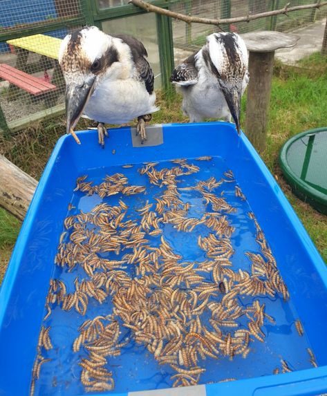 Bird Enrichment Diy, Enrichment For Zoo Animals, Zoo Animal Enrichment, Zoo Enrichment Ideas, Animal Enrichment Ideas, Quail Enclosure, Bird Enrichment, Halloween Zoo, Zoo Enrichment