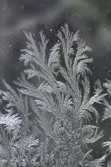 Frost blooms are so neat Foto Macro, Frosted Window, William Morris Patterns, Ice Crystals, Winter Magic, Winter Beauty, Snow And Ice, Snow Queen, Winter Wonder