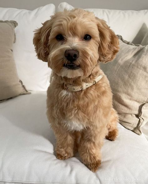 Fluffy Dog Haircut, Bichonpoo Haircut, Teddy Bear Cut Maltipoo, Maltipoo Puppy Haircuts, Small Fluffy Dog Haircuts, Maltipoo Puppy Aesthetic, Maltipoo Haircut Styles, Malti Poo Haircut, Maltipoo Adult