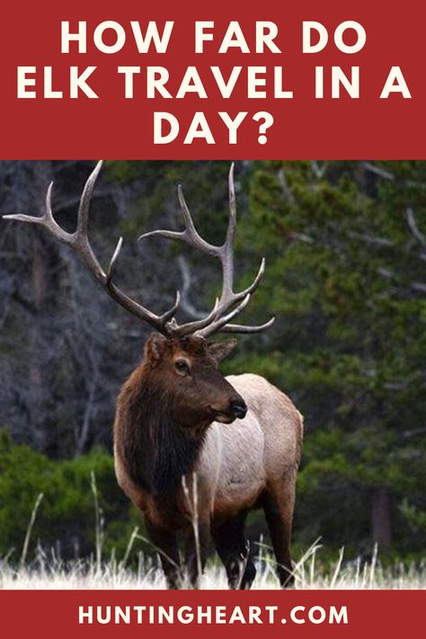 Elk Hunting Workout, Colorado Elk Hunting Tips, Elk Processing, Elk Hunting Tips, Archery Elk Hunting, Hunting Games, Hunting Tips And Tricks Deer, Bachelorette Scavenger Hunt, Fall Scavenger Hunt