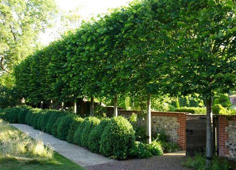 Planting for Privacy | Grow Beautifully Screen Trees, European Hornbeam, Pleached Trees, Pruning Trees, Hardscape Ideas, Carpinus Betulus, Landscape Hardscape, Shrubs For Privacy, Garden Hedges