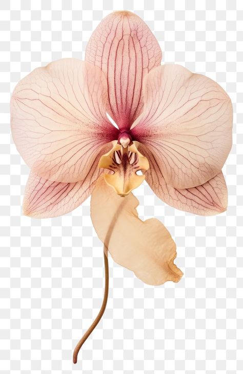 Aesthetic Flower Png, Orchid Png, Peach Orchid, Flower Transparent, Orchid Roots, Orchid Leaves, Photography Inspiration Nature, Orchid Tattoo, Collage Elements