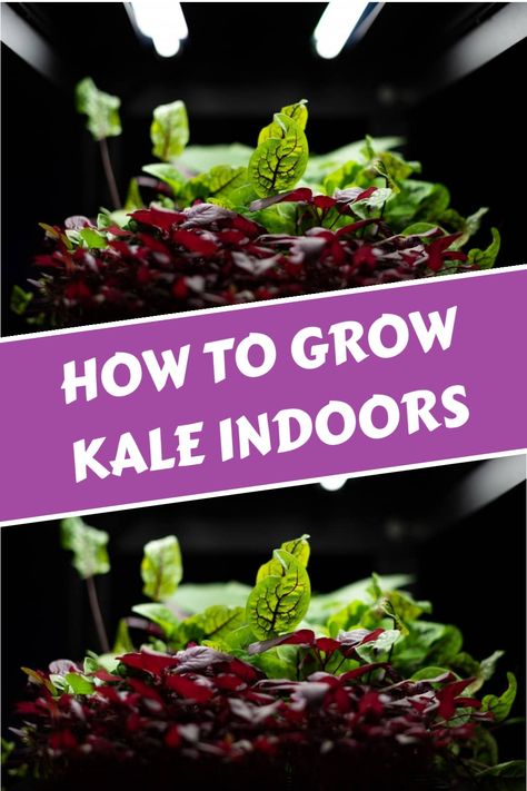 Discover the secrets to successful indoor kale cultivation. Follow these practical guidelines for growing lush greens year-round: Provide 6-8 hours of sunlight each day, supplement with a grow light as required, and ensure the ideal temperature and potting medium for thriving plants. Enjoy an endless supply of fresh kale right from your home! Grow Kale Indoors, Growing Kale Indoors, How To Grow Kale, Grow Kale, Harvesting Kale, Lighting Temperature, Grow Lemongrass, Growing Kale, Indoor Vegetables