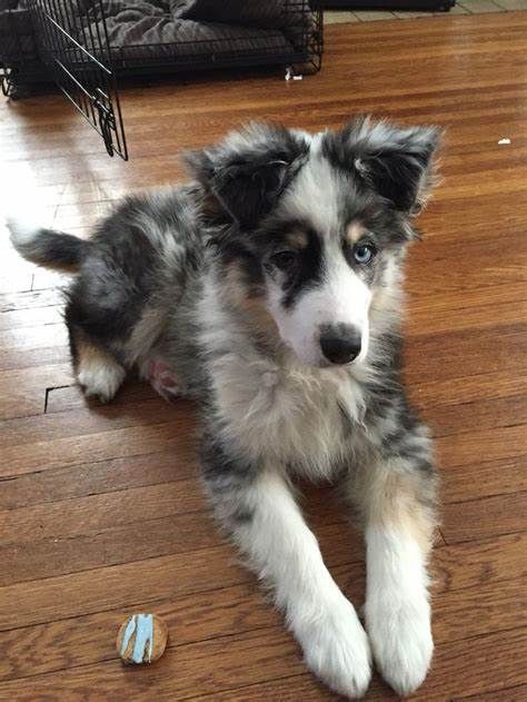 blue merle australian shepherd - Yahoo Canada Image Search Results Blue Australian Shepherd, Australian Shepherd Aesthetic, Blue Merle Australian Shepherd Puppy, Blue Merle Australian Shepherd, Merle Australian Shepherd, Australian Shepherd Blue Merle, Aussie Puppies, Aussie Dogs, Cute Dog Photos