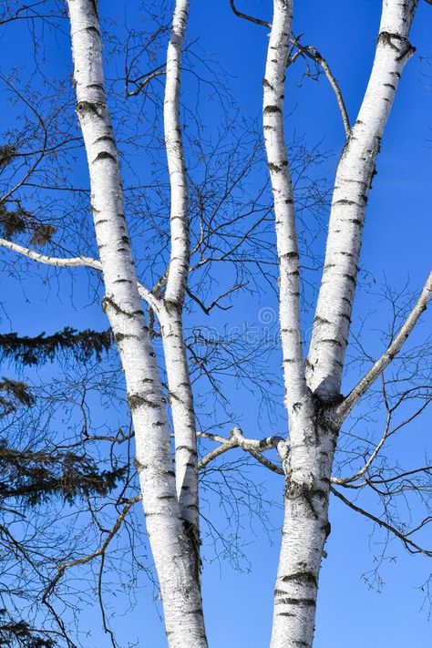 White Birch Tree Branches Blue Sky Background Stock Image - Image of spring, flower: 208940273 Birch Tree Branches, White Trees, Birch Trees, Birch Tree Photography, Spring Birch Trees, Winter Trees Photography, Tree Branches Photography, Birch Tree Leaves, Birch Trees In Snow