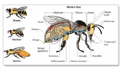 Honey Bee Life Cycle | Made in Drumroe: Honey Bees Different Types Of Bees, Honey Bee Life Cycle, Bee Life Cycle, Types Of Bees, Raising Bees, Worker Bee, Carpenter Bee, I Love Bees, Bee Photo