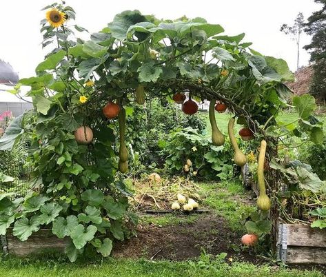 Pumpkin Arch, Mini Boo, Fruit Growing, Garden Planter Boxes, Bush Beans, Potager Garden, Veg Garden, Have Inspiration, Vegetable Garden Design