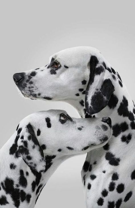 Dalmatian Aesthetic Wallpaper, Dalmation Wallpaper, Dalmatian Aesthetic, Dalmatian Art, Dalmatian Puppy, Dalmatian Dogs, Pretty Dogs, Dog Wallpaper, Cute Animal Photos