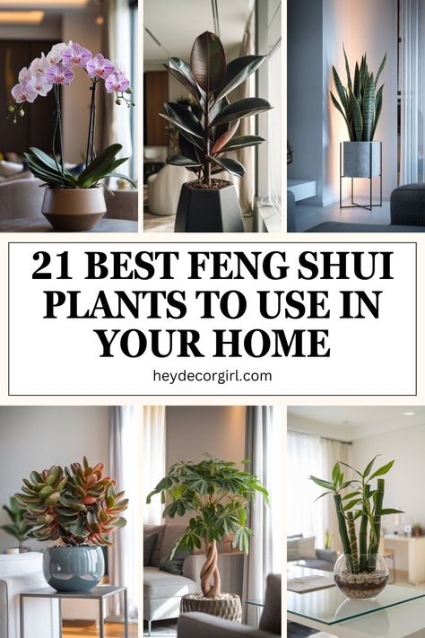 Feng Shui Plants, an ancient Chinese practice, focuses on creating harmony and balance within a space to promote positive energy flow. Plants For Good Energy, Ivy Plant Indoor, Plant Decor Living Room, English Ivy Plant, Best Office Plants, Money Plants, Feng Shui Garden, Feng Shui Plants, Air Purifying House Plants