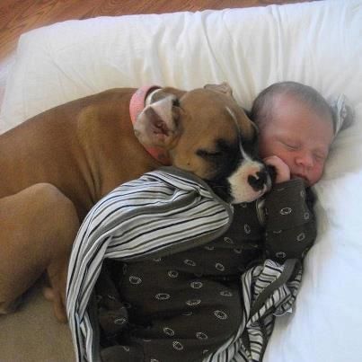 dog and infant too cute Puppy Photography, Boxer And Baby, Cesar Millan, Puppy Kisses, Slaap Lekker, Boxer Puppy, Boxer Puppies, Mia 3, Mountain Dog