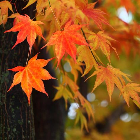 Japanese Maple Tree Fall Foliage Trees For Front Yard, Bald Cypress, Japanese Maple Tree, Arbour Day, Autumn Scenery, Japanese Maple, Easy Plants, Maple Tree, Fall Plants