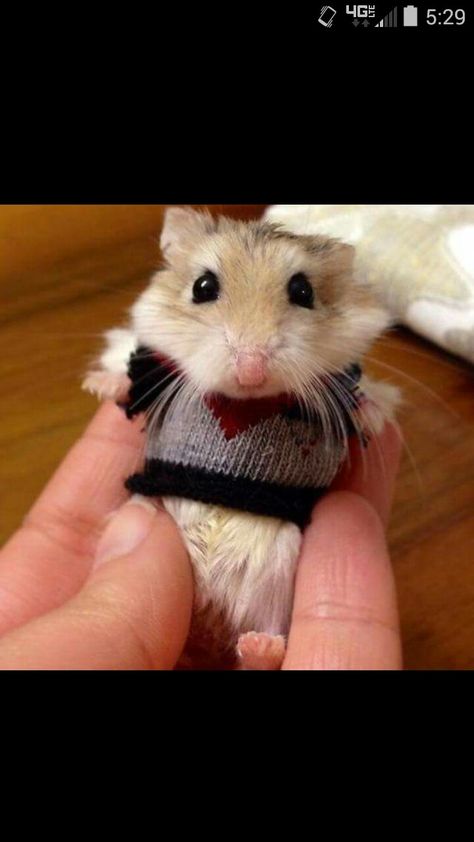 Baby Hamster, Funny Hamsters, A Hamster, Cute Animal Memes, Cute Rats, Image Chat, Baby Animals Pictures, Cute Hamsters, Super Cute Animals