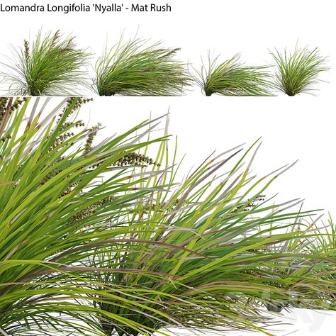 Lomandra Longifolia, In 3d, Rush, Nursery, Exterior, Models